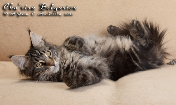 Котёнок породы мейн-кун Cha'risa Belgarion (4 месяца)