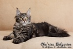 Котёнок породы мейн-кун Cha'risa Belgarion (4 месяца)