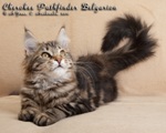 Котёнок породы мейн-кун Cherokee Pathfinder Belgarion (4 месяца)