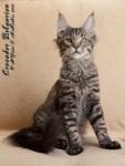 Котёнок породы мейн-кун Crusader Belgarion (4 месяца)