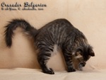 Котёнок породы мейн-кун Crusader Belgarion (4 месяца)