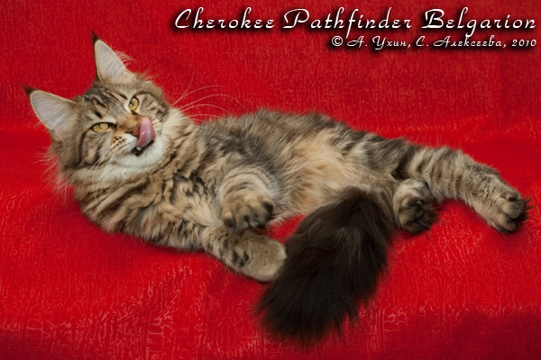 Котёнок породы мейн-кун Cherokee Pathfinder Belgarion (6 месяцев)