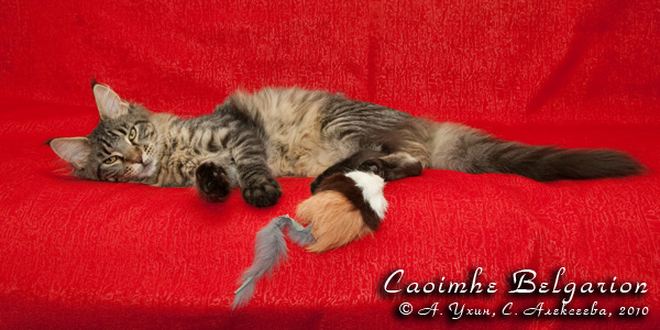 Котёнок породы мейн-кун Caoimhe Belgarion (6 месяцев)