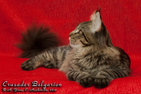 Котёнок породы мейн-кун Crusader Belgarion (6 месяцев)