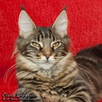 Котёнок породы мейн-кун Ciara Belgarion (6 месяцев)