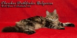 Котёнок породы мейн-кун Cherokee Pathfinder Belgarion
