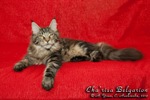 Котёнок породы мейн-кун Cha'risa Belgarion (6 месяцев)