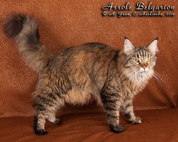 Кошка породы мейн-кун Assole Belgarion