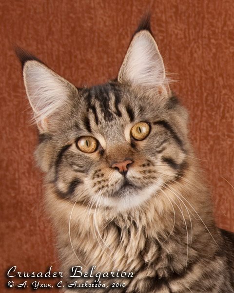 Кот породы мейн-кун Crusader Belgarion (9 месяцев)