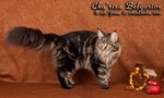 Кошка породы мейн-кун Cha'risa Belgarion (9 месяцев)