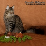 Кот породы мейн-кун Crusader Belgarion (11 месяцев)