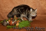 Кошка породы мейн-кун Cherokee Pathfinder Belgarion (11 месяцев)