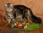 Кошка породы мейн-кун Cherokee Pathfinder Belgarion (11 месяцев)