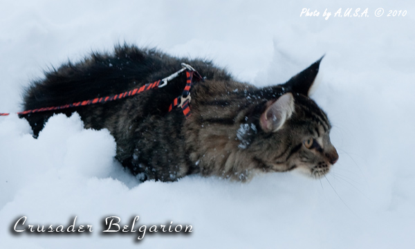 Кот породы мейн-кун Crusader Belgarion (1 год и 2 месяца)