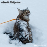 Кошка породы мейн-кун Assole Belgarion (2 года и 1 месяц)