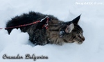 Кот породы мейн-кун Crusader Belgarion