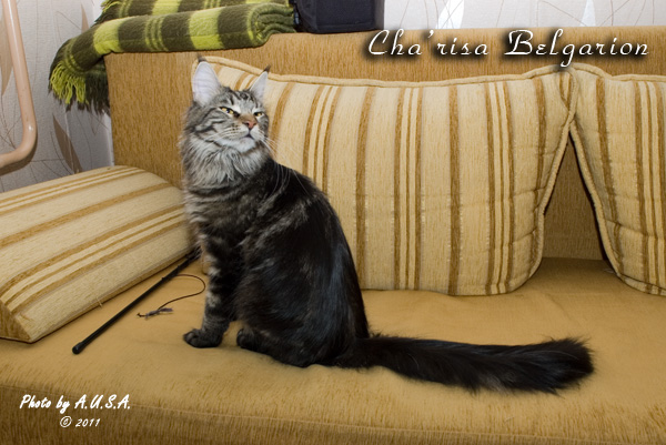 Кошка породы мейн-кун Cha'risa Belgarion (1 год и 4 месяца)