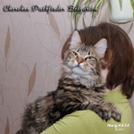 Кошка породы мейн-кун Cherokee Pathfinder Belgarion (1 год и 4 месяца)