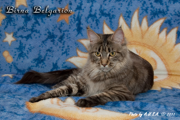 Кошка породы мэйн-кун Birna Belgarion