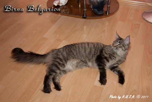 Кошка породы мейн-кун Birna Belgarion (2 года)