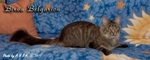 Кошка породы мейн-кун Birna Belgarion