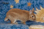 Кролик Клёпа
