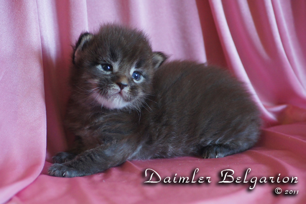 Котёнок породы мейн-кун Daimler Belgarion (17 дней)