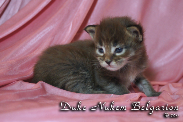 Котёнок породы мейн-кун Duke Nukem Belgarion (17 дней)