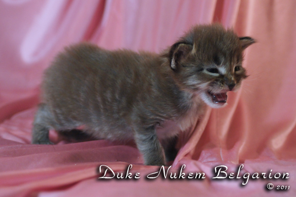 Котёнок породы мейн-кун Duke Nukem Belgarion