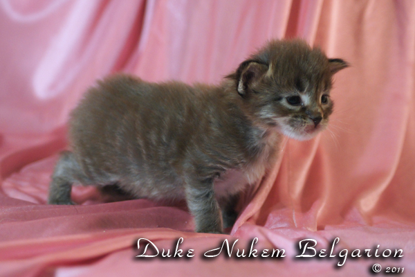 Котёнок породы мейн-кун Duke Nukem Belgarion (17 дней)