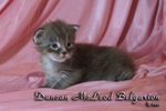 Котёнок породы мейн-кун Duncan McLeod Belgarion (17 дней)