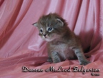 Котёнок породы мейн-кун Duncan McLeod Belgarion