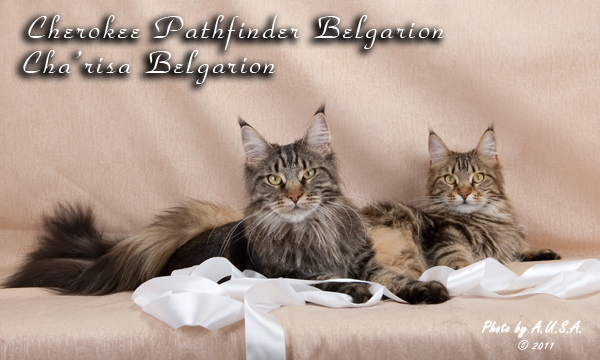 Кошки породы мейн-кун Cha'risa Belgarion и Cherokee Pathfinder Belgarion (1,5 года)