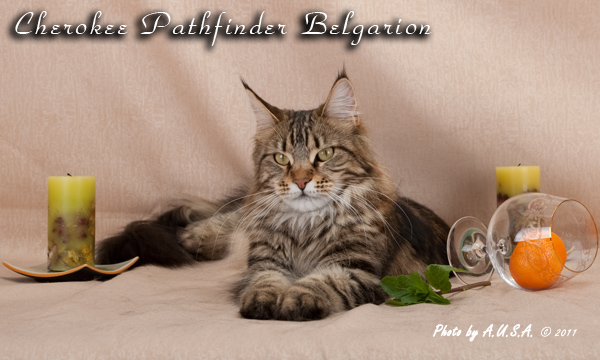 Кошка породы мейн-кун Cherokee Pathfinder Belgarion (1,5 года)