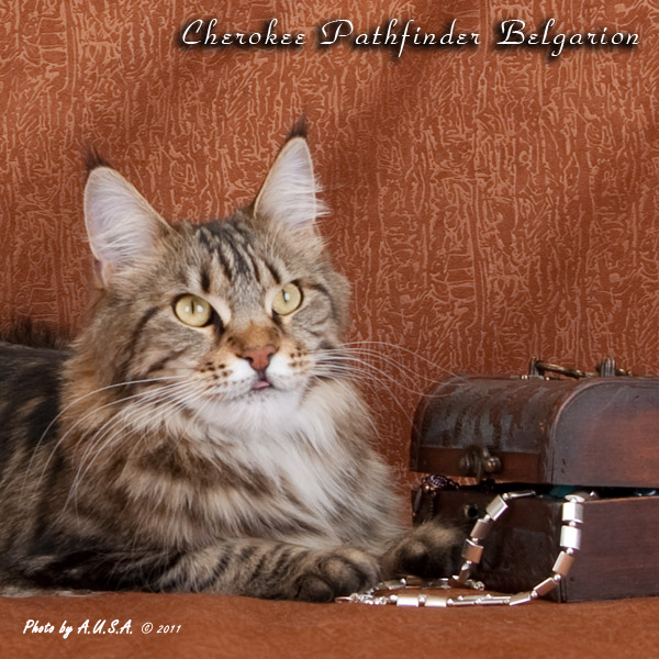 Кошка породы мейн-кун Cherokee Pathfinder Belgarion (1,5 года)