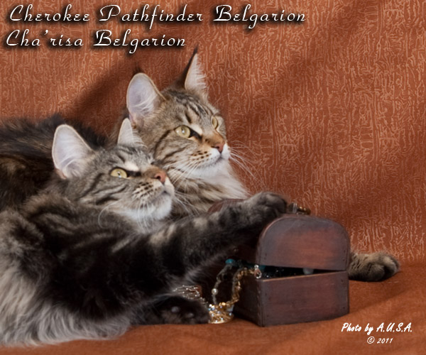 Кошки породы мейн-кун Cha'risa Belgarion и Cherokee Pathfinder Belgarion (1,5 года)