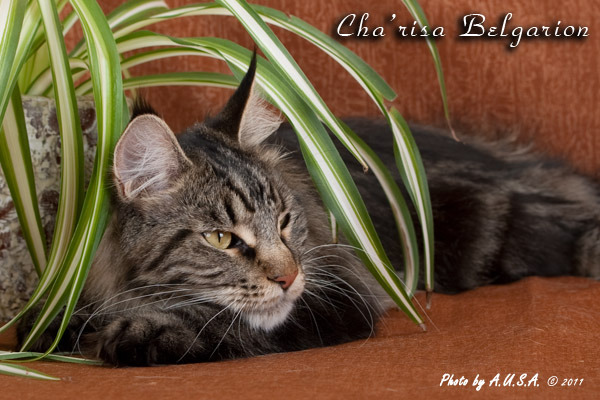 Кошка породы мейн-кун Cha'risa Belgarion (1,5 года)