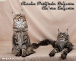 Кошки породы мейн-кун Cha'risa Belgarion и Cherokee Pathfinder Belgarion