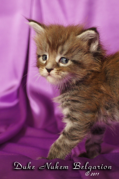 Котёнок породы мейн-кун Duke Nukem Belgarion (1 месяц)