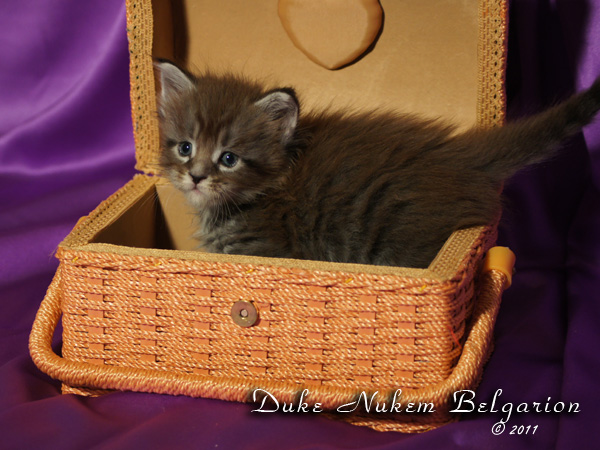 Котёнок породы мейн-кун Duke Nukem Belgarion (1 месяц)