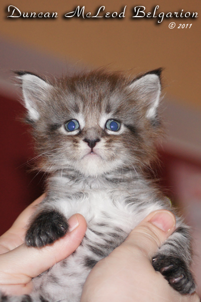 Котёнок породы мейн-кун Duncan McLeod Belgarion (1 месяц)