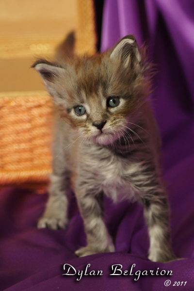 Котёнок породы мейн-кун Dylan Belgarion (1 месяц)