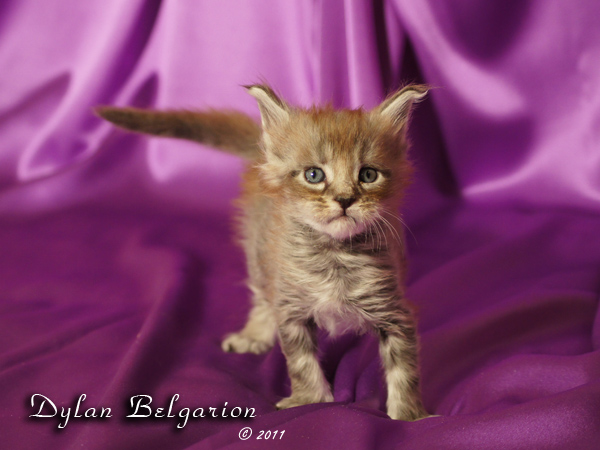 Котёнок породы мейн-кун Dylan Belgarion (1 месяц)