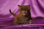 Котёнок породы мейн-кун Daimler Belgarion (1 месяц)