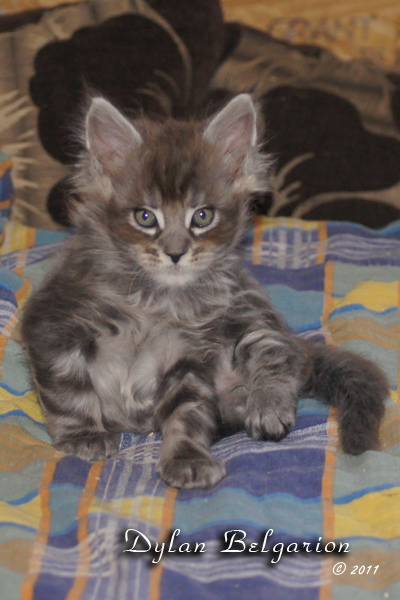 Котёнок породы мейн-кун Dylan Belgarion (1,5 месяца)