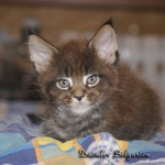 Котёнок породы мейн-кун Daimler Belgarion (1,5 месяца)