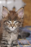 Котёнок породы мейн-кун Duke Nukem Belgarion (1,5 месяца)