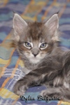 Котёнок породы мейн-кун Dylan Belgarion (1,5 месяца)