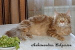 Кот породы мейн-кун Aahzmandius Belgarion