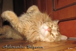 Кот породы мейн-кун Aahzmandius Belgarion (2,5 года)